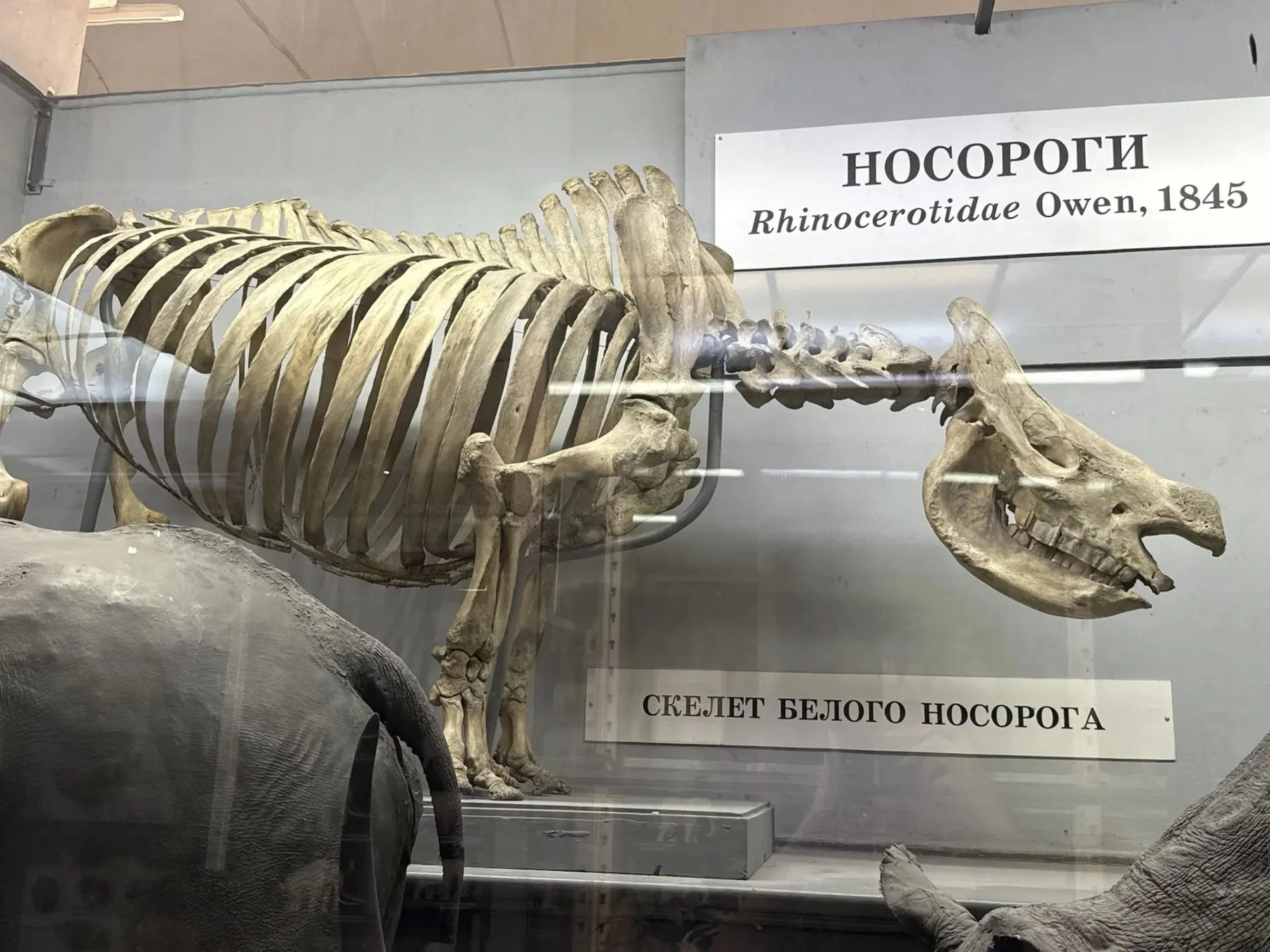 Первая поездка Софии в Санкт-Петербург